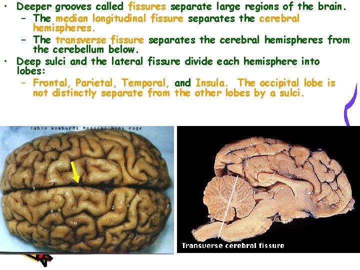  • Deeper grooves called fissures separate large regions of the brain. – The