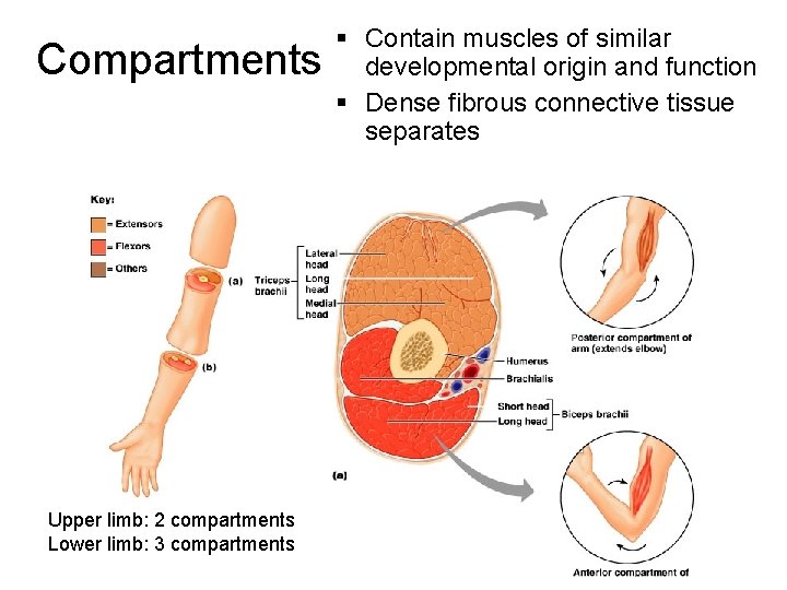 Compartments Upper limb: 2 compartments Lower limb: 3 compartments § Contain muscles of similar