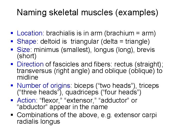 Naming skeletal muscles (examples) § Location: brachialis is in arm (brachium = arm) §