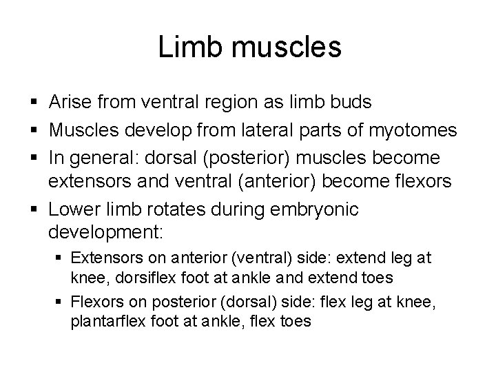 Limb muscles § Arise from ventral region as limb buds § Muscles develop from