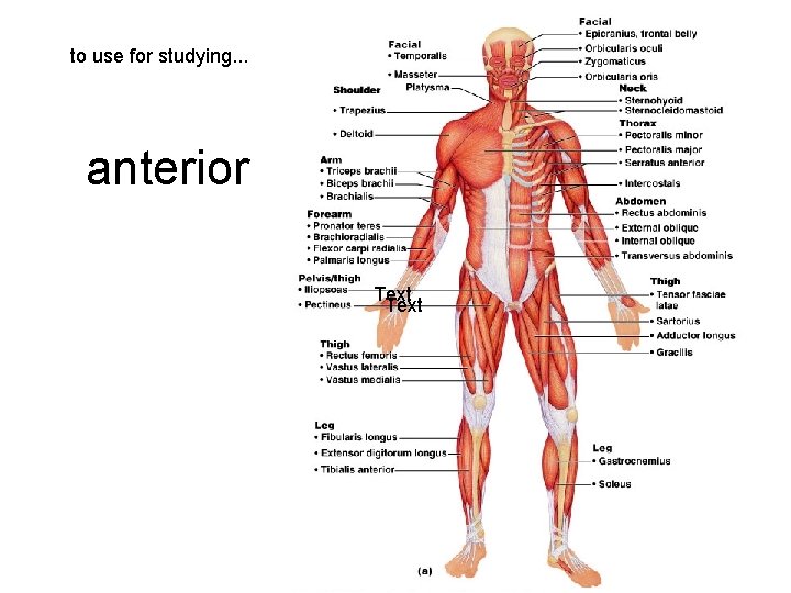 to use for studying. . . anterior Text 