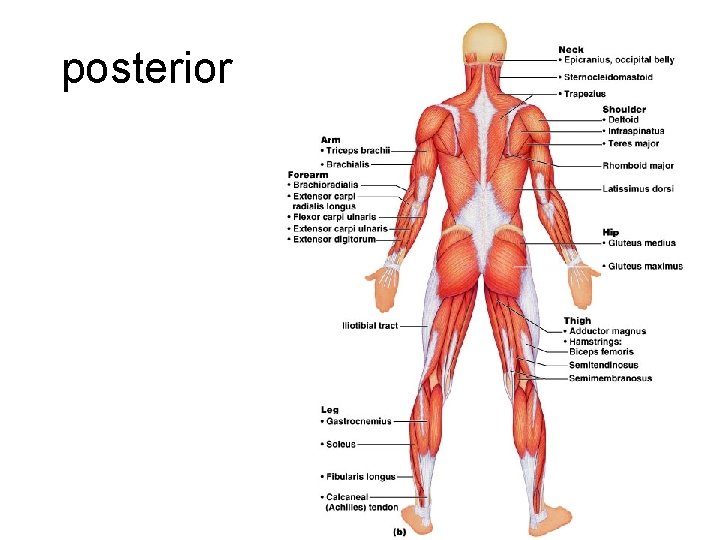 posterior 