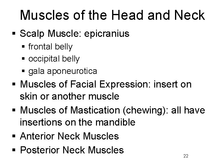 Muscles of the Head and Neck § Scalp Muscle: epicranius § frontal belly §