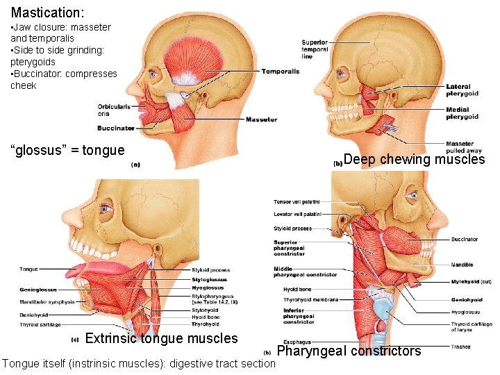 Mastication: • Jaw closure: masseter and temporalis • Side to side grinding: pterygoids •