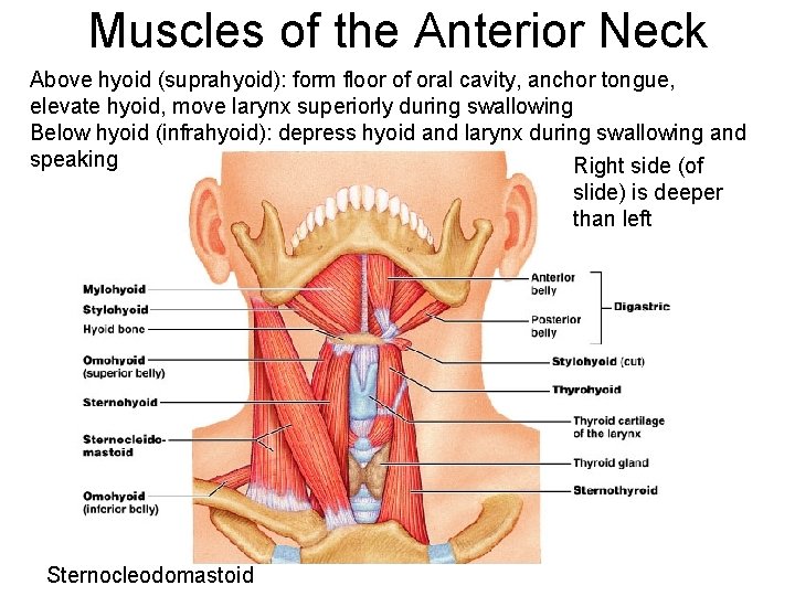 Muscles of the Anterior Neck Above hyoid (suprahyoid): form floor of oral cavity, anchor