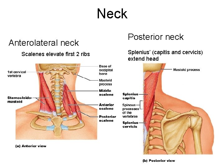 Neck Anterolateral neck Scalenes elevate first 2 ribs Posterior neck Splenius’ (capitis and cervicis)
