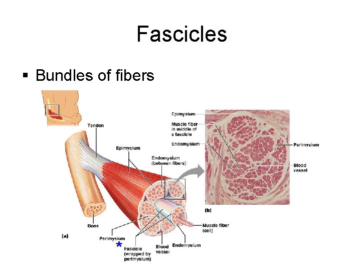 Fascicles § Bundles of fibers * 