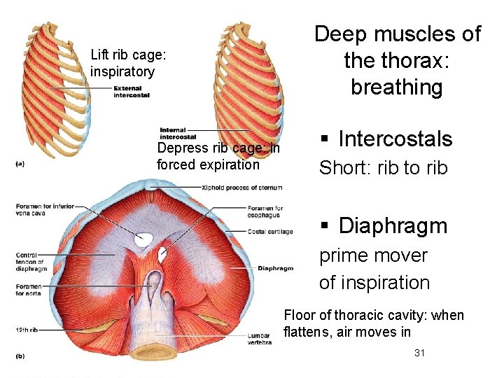 Lift rib cage: inspiratory Depress rib cage: in forced expiration Deep muscles of the