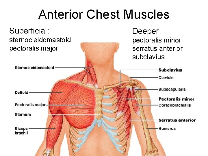 Anterior Chest Muscles Superficial: Deeper: sternocleidomastoid pectoralis major pectoralis minor serratus anterior subclavius 32