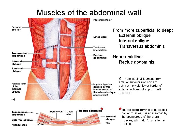 Muscles of the abdominal wall From more superficial to deep: External oblique Internal oblique