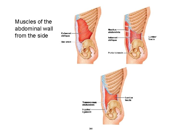 Muscles of the abdominal wall from the side 