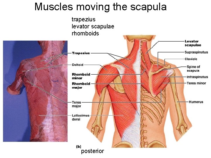 Muscles moving the scapula trapezius levator scapulae rhomboids posterior 