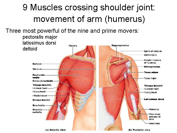 9 Muscles crossing shoulder joint: movement of arm (humerus) Three most powerful of the