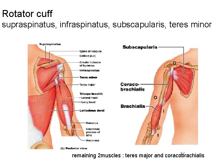 Rotator cuff supraspinatus, infraspinatus, subscapularis, teres minor 37 remaining 2 muscles : teres major