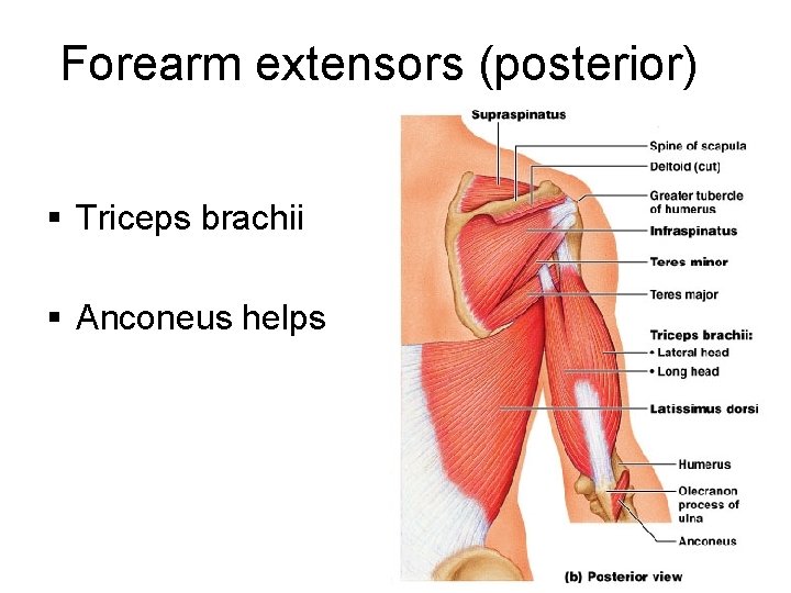 Forearm extensors (posterior) § Triceps brachii § Anconeus helps 38 