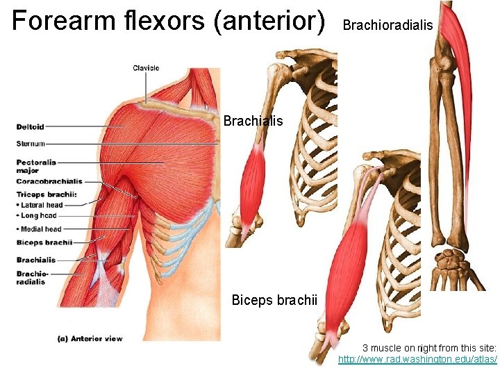 Forearm flexors (anterior) Brachioradialis Brachialis Biceps brachii 3 muscle on 39 right from this