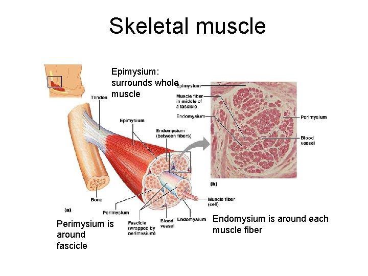 Skeletal muscle Epimysium: surrounds whole muscle Perimysium is around fascicle Endomysium is around each