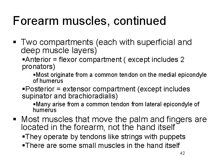 Forearm muscles, continued § Two compartments (each with superficial and deep muscle layers) §Anterior