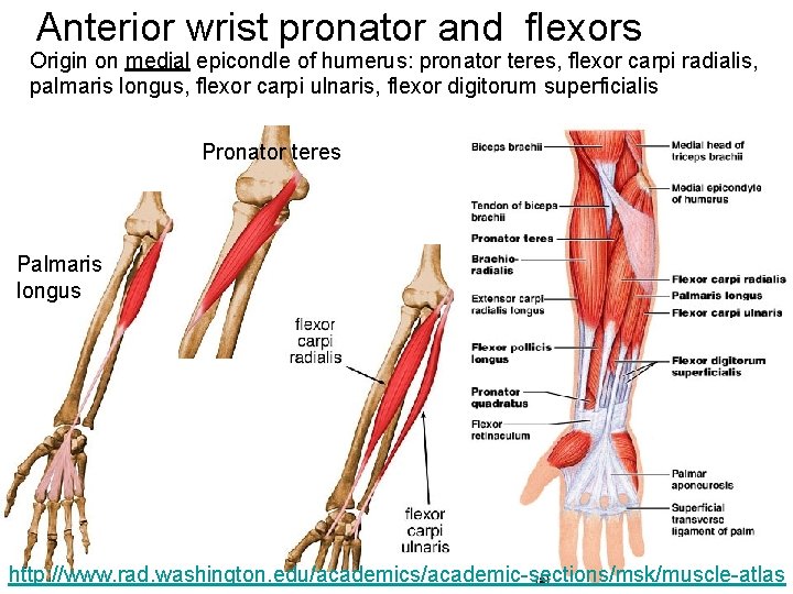 Anterior wrist pronator and flexors Origin on medial epicondle of humerus: pronator teres, flexor