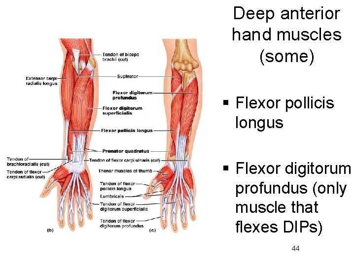 Deep anterior hand muscles (some) § Flexor pollicis longus § Flexor digitorum profundus (only