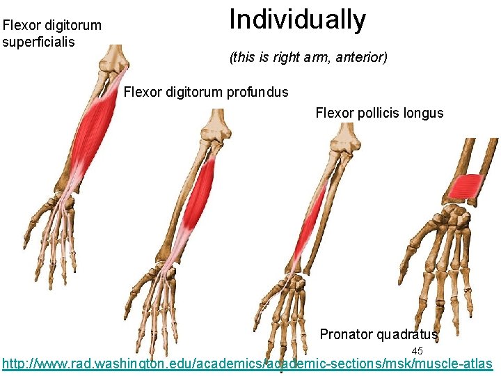 Flexor digitorum superficialis Individually (this is right arm, anterior) Flexor digitorum profundus Flexor pollicis