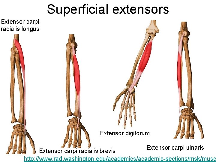 Superficial extensors Extensor carpi radialis longus Extensor digitorum Extensor carpi ulnaris Extensor carpi radialis