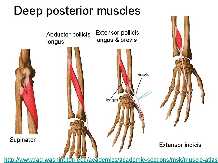 Deep posterior muscles Abductor pollicis Extensor pollicis longus & brevis longus Supinator Extensor indicis