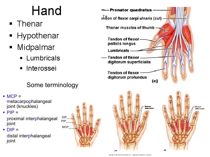 Hand § Thenar § Hypothenar § Midpalmar § Lumbricals § Interossei Te 