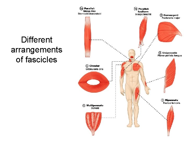 Different arrangements of fascicles 