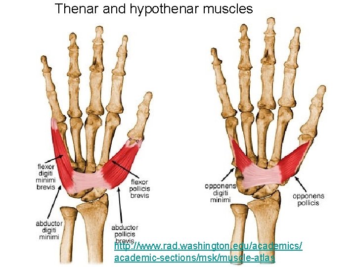 Thenar and hypothenar muscles http: //www. rad. washington. edu/academics/ academic-sections/msk/muscle-atlas 