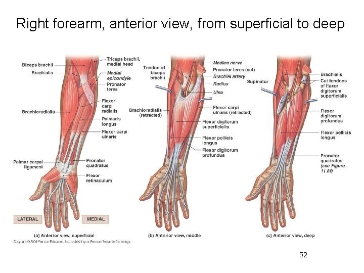 Right forearm, anterior view, from superficial to deep 52 