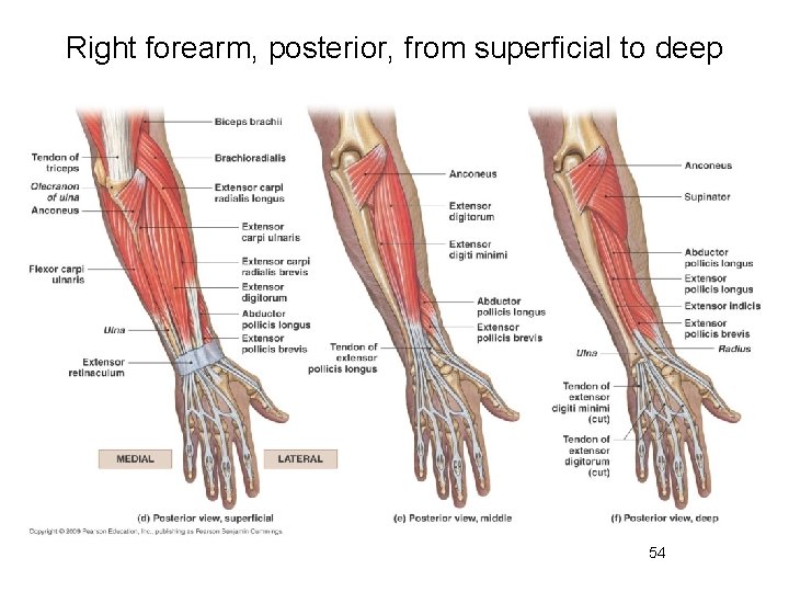 Right forearm, posterior, from superficial to deep 54 