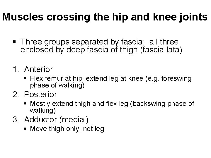 Muscles crossing the hip and knee joints § Three groups separated by fascia; all