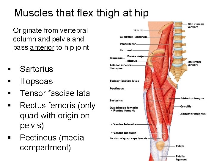 Muscles that flex thigh at hip Originate from vertebral column and pelvis and pass