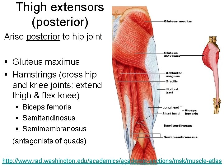 Thigh extensors (posterior) Arise posterior to hip joint _______ § Gluteus maximus § Hamstrings