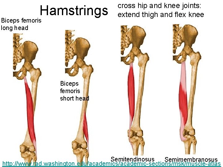 Hamstrings Biceps femoris long head cross hip and knee joints: extend thigh and flex