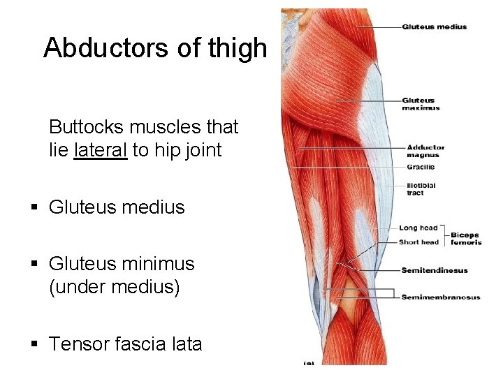 Abductors of thigh Buttocks muscles that lie lateral to hip joint § Gluteus medius