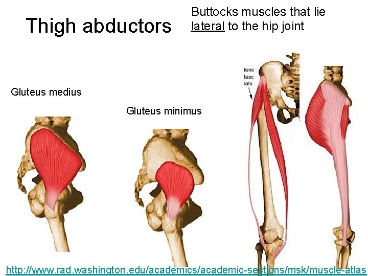 Thigh abductors Buttocks muscles that lie lateral to the hip joint Gluteus medius Gluteus