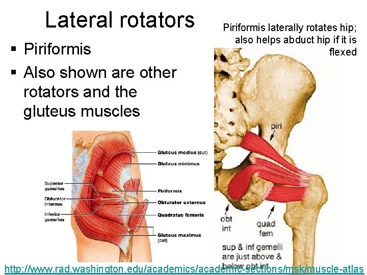 Lateral rotators § Piriformis § Also shown are other rotators and the gluteus muscles