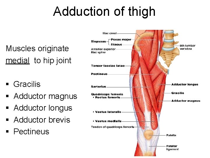 Adduction of thigh Muscles originate medial to hip joint § § § Gracilis Adductor