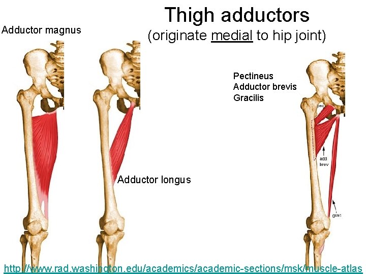 Adductor magnus Thigh adductors (originate medial to hip joint) Pectineus Adductor brevis Gracilis Adductor