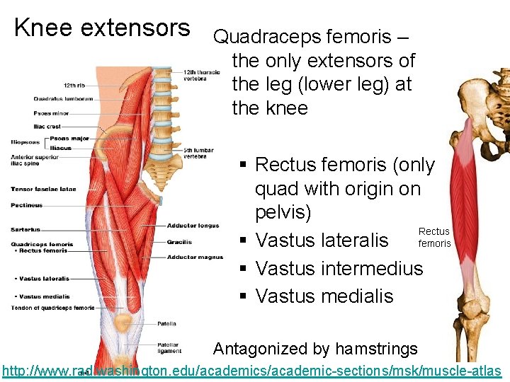 Knee extensors Quadraceps femoris – the only extensors of the leg (lower leg) at