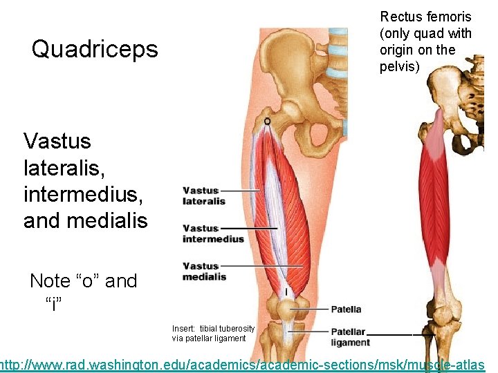 Rectus femoris (only quad with origin on the pelvis) Quadriceps Vastus lateralis, intermedius, and