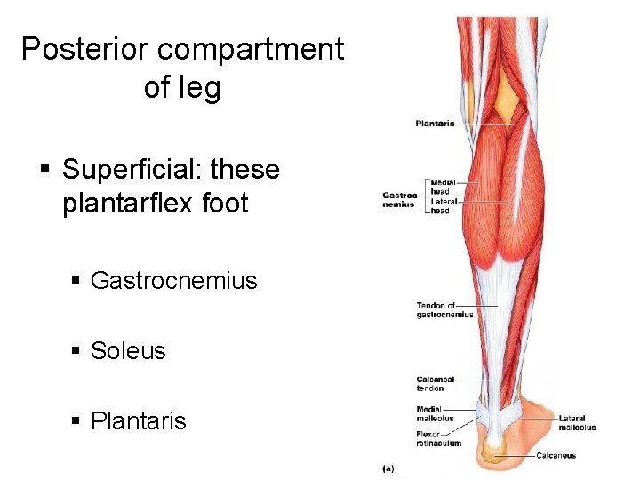 Posterior compartment of leg § Superficial: these plantarflex foot § Gastrocnemius § Soleus §