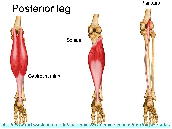 Posterior leg Plantaris Soleus Gastrocnemius http: //www. rad. washington. edu/academics/academic-sections/msk/muscle-atlas 