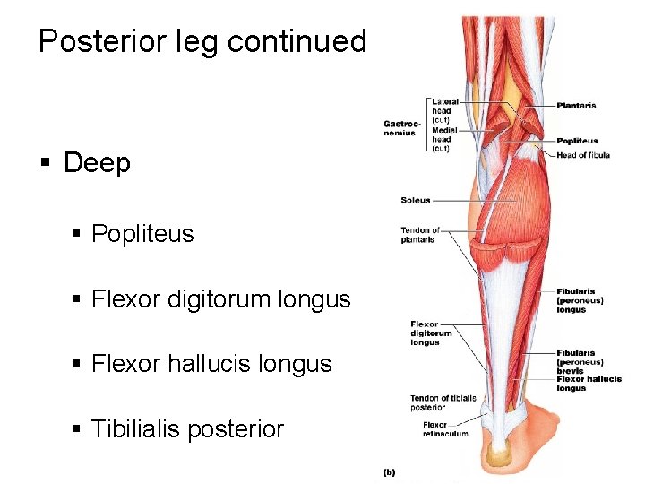 Posterior leg continued § Deep § Popliteus § Flexor digitorum longus § Flexor hallucis