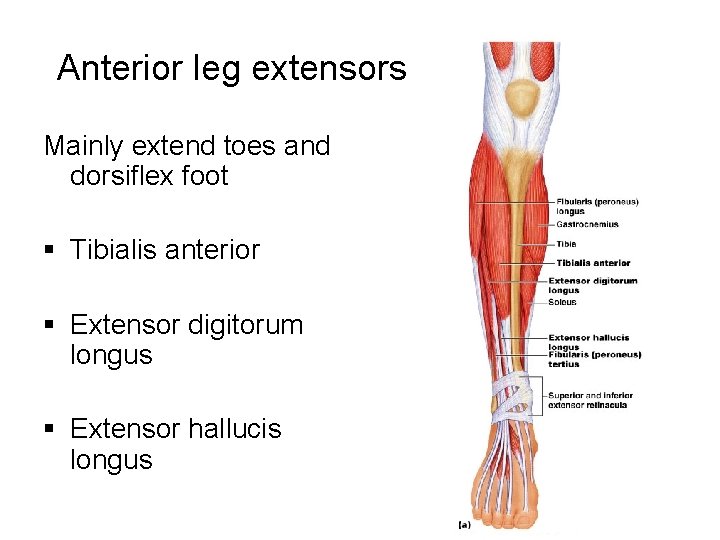 Anterior leg extensors Mainly extend toes and dorsiflex foot § Tibialis anterior § Extensor