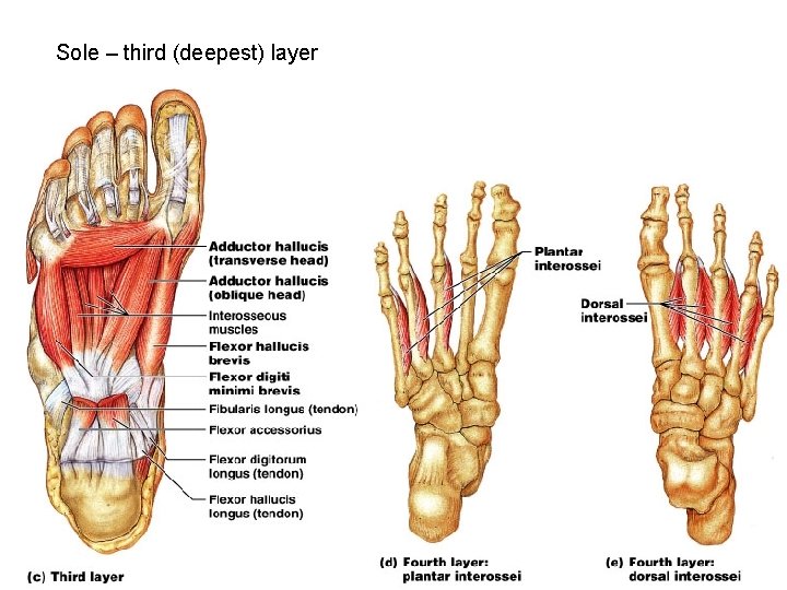 Sole – third (deepest) layer 