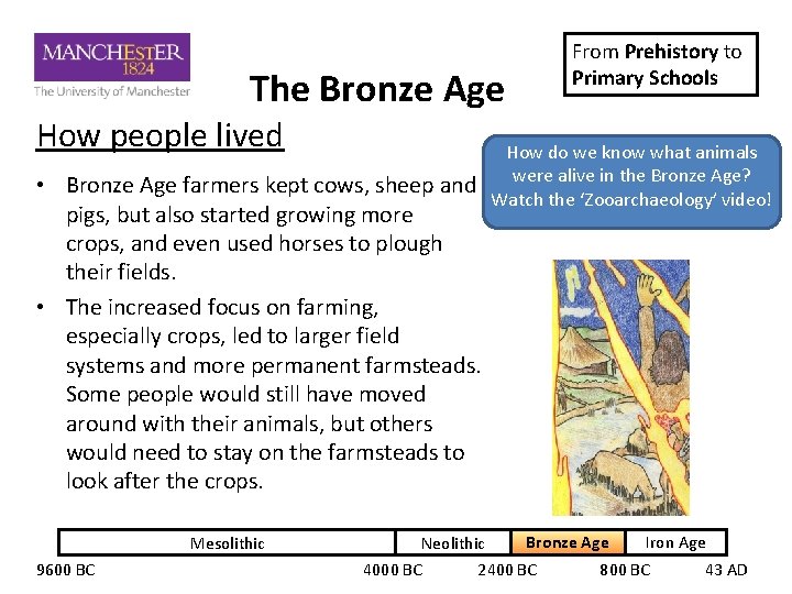 The Bronze Age How people lived • Bronze Age farmers kept cows, sheep and