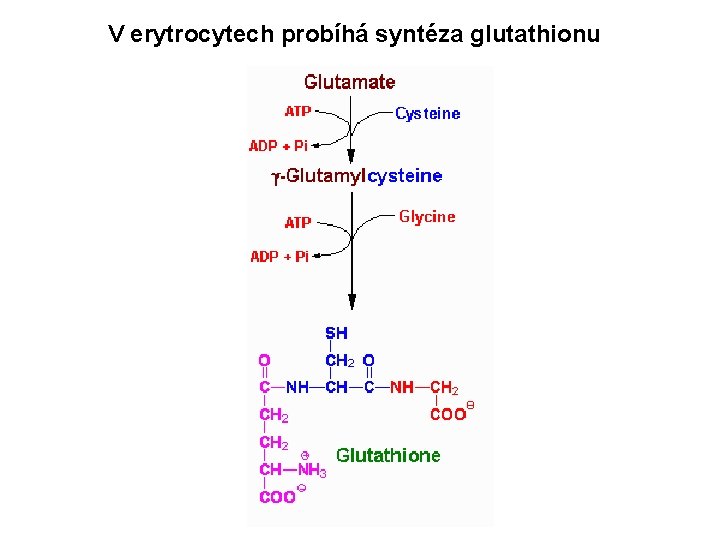 V erytrocytech probíhá syntéza glutathionu 